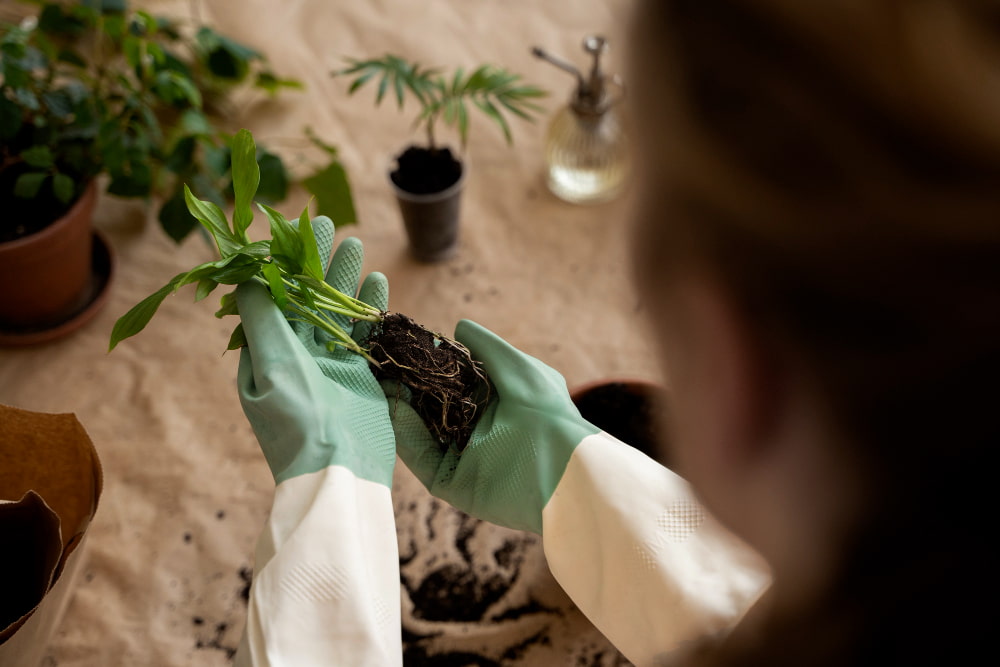 planta con raiz trasplante de planta