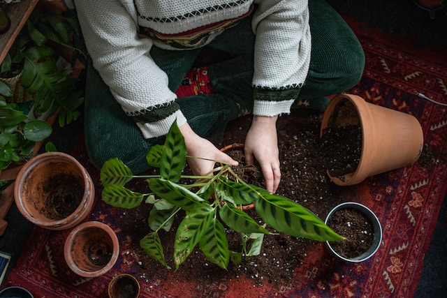 trasplantar plantas en otoño guia para trasplantar