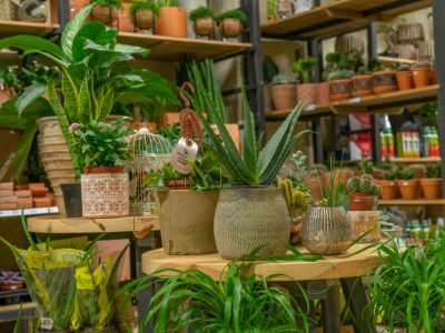 Cinc plantes fàcils de cuidar