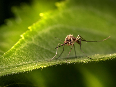 Plantas que repelen los insectos en verano