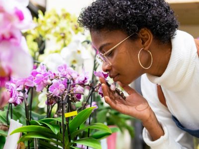 Guía de cuidados de la Orquídea