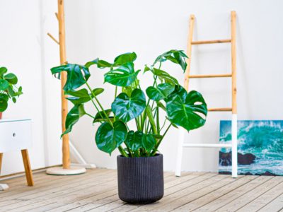 Monstera Deliciosa