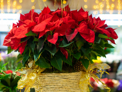 Cuidado de las poinsettias