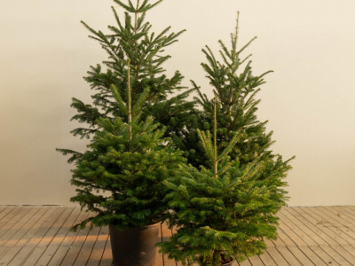 Cómo cuidar tu abeto de Navidad natural