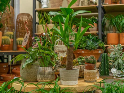 Las 10 Mejores Plantas de Interior fáciles de cuidar