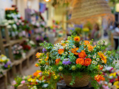 ¿Qué flores se regalan en Invierno?