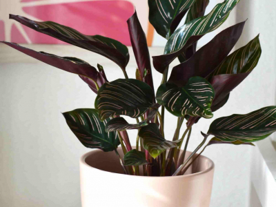 Cures bàsiques de la Calathea