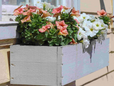Plantes que floreixen a la primavera