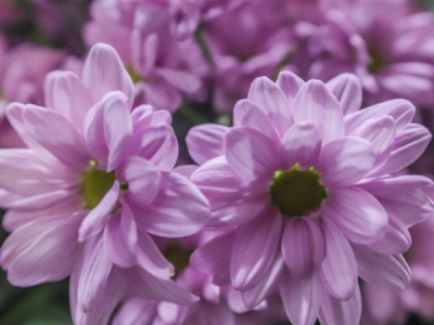 Margarida: la flor del mes d'abril