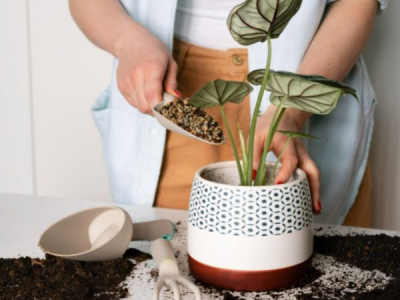 Com trasplantar una planta? Guia completa