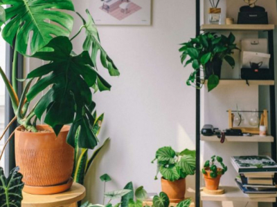 10 plantes que necessiten poca aigua