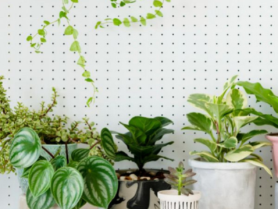 9 Plantes que absorbeixen la calor