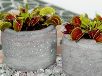 Plantes carnívores: què són, tipus i cures
