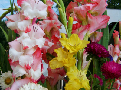 Gladiol: la flor del mes d'agost