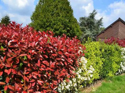 Plantes exteriors resistents al fred ia la calor