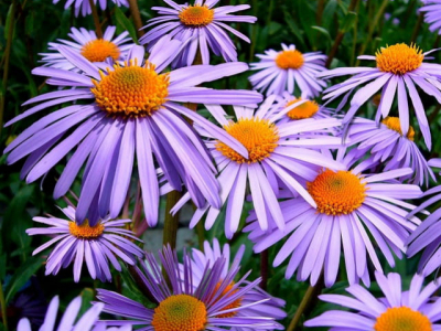Aster: la flor del mes de setembre