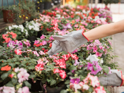 Flors d'octubre: les 7 flors més boniques i fàcils de cuidar