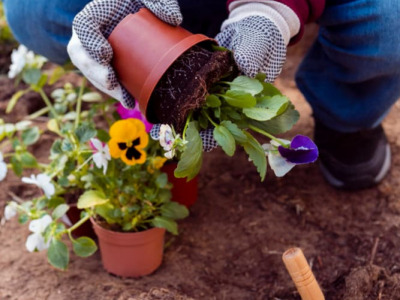 Guia per trasplantar plantes a la tardor