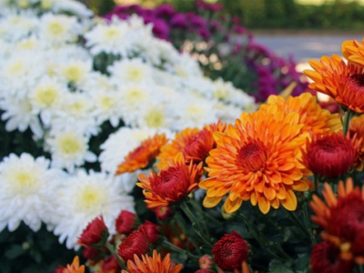 Crisantem: la flor del mes de novembre