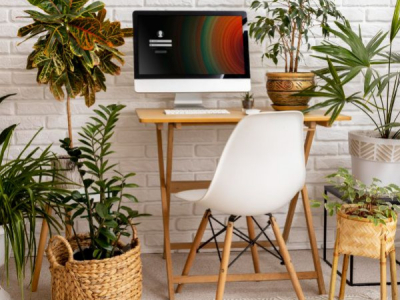 Les millors plantes per a l'oficina