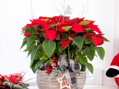 Flor de Pasqua, de Nadal o Poinsettia: la flor del mes de desembre