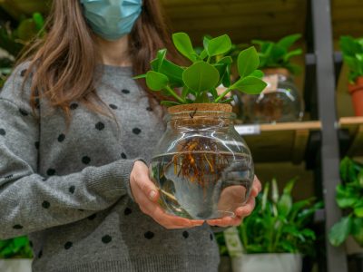 Planta hidropònica